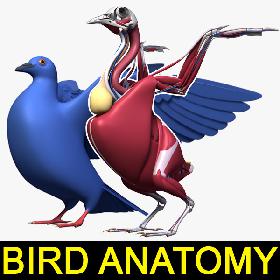 Bird Anatomy (Pigeon)
